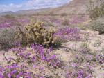 南カリフォルニアの低地砂漠地帯がお花畑に変身！
