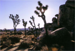 南カリフォルニアの砂漠に生息するジョシュアツリー