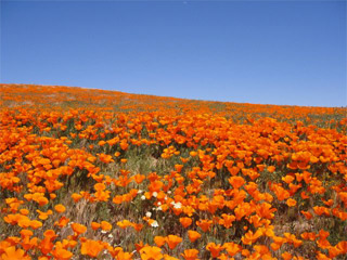 南カリフォルニアの春（写真）