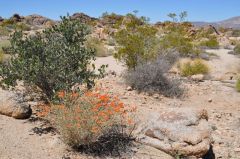 砂漠の中の鮮やかなオレンジの花