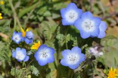 かわいい青の花