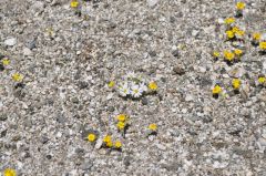 こんな地面に咲く小さな花