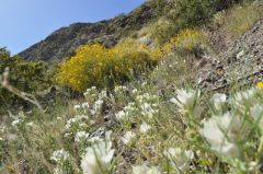 砂漠斜面に咲く白い野生の花