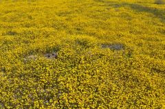 地面にギッシリと咲く黄色の花