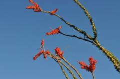 真っ赤なオコティロの花