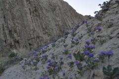 砂の斜面に咲く紫の花