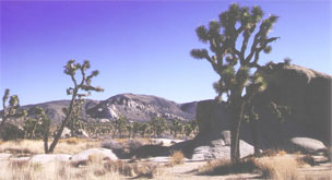 ジョシュア・ツリー国立公園・カリフォルニア 砂漠・荒野